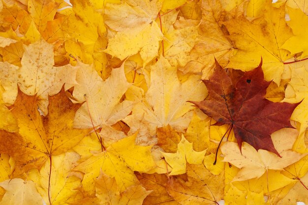 Folhas de outono caídas sobre uma mesa de madeira branca
