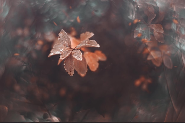 folhas de outono castanhas com pequenas gotas de água com bokeh