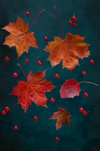 Folhas de outono coloridas e bagas vermelhas viburnum