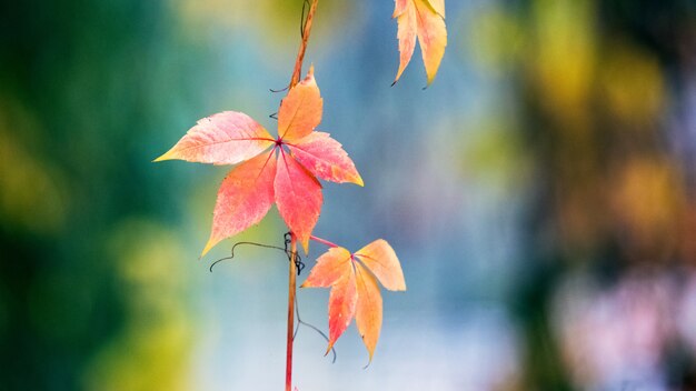 Folhas de outono coloridas em um fundo desfocado