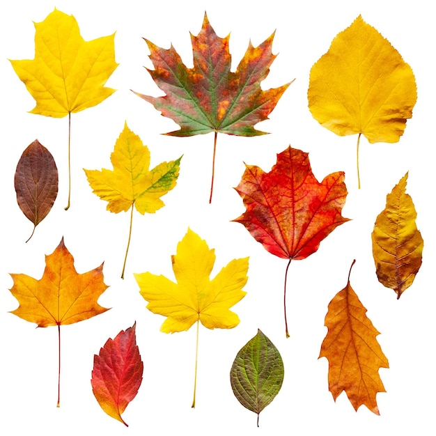 Folhas de outono coloridas isoladas em fundo branco