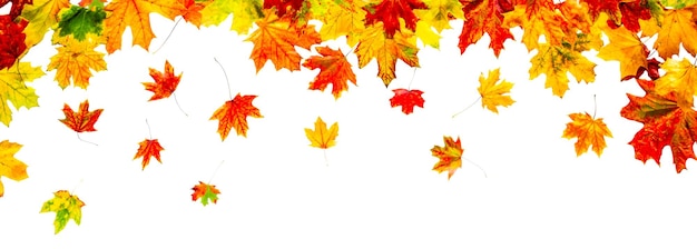 Folhas de outono coloridas isoladas no fundo branco