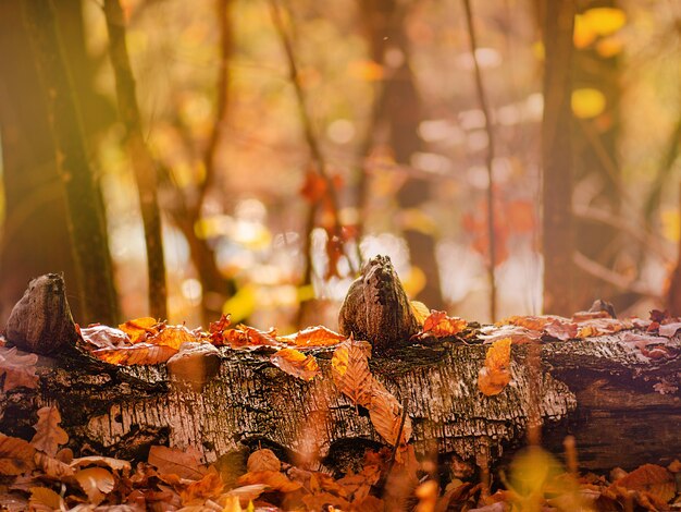 Folhas de outono coloridas na floresta quente e ensolarada Lindas folhas sazonais de outono no chão na floresta