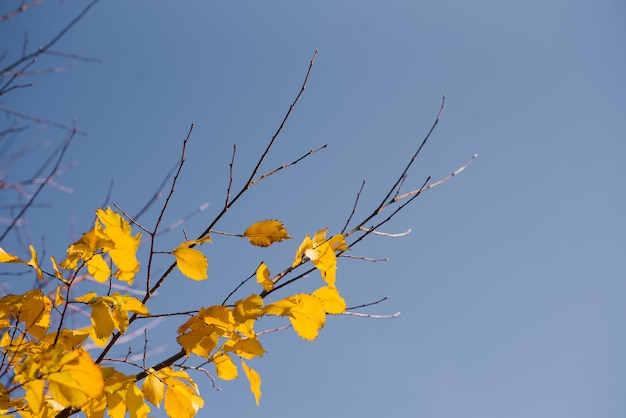 Folhas de outono com o céu azul, amarelo folhas coloridas brilhantes e ramos, temas de outono