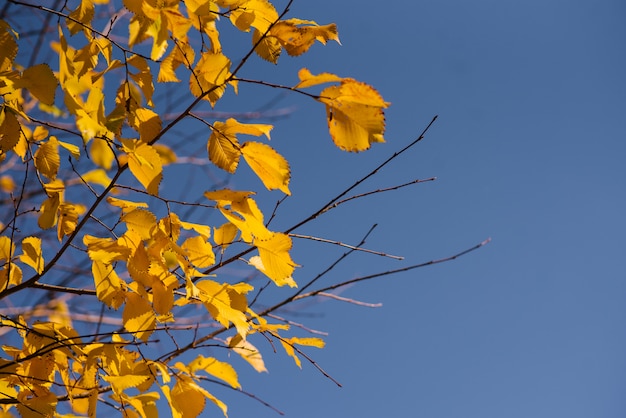 Folhas de outono com o céu azul, amarelo folhas coloridas brilhantes e ramos