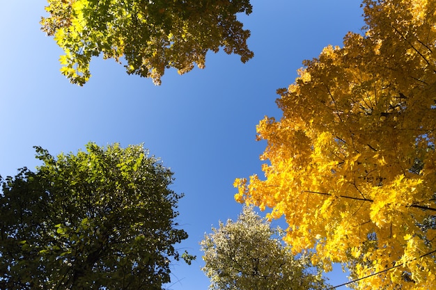 Folhas de outono com o fundo do céu azul