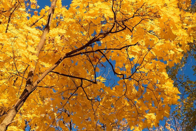 Folhas de outono com o fundo do céu azul