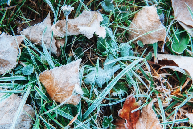 Folhas de outono congeladas na grama verde,