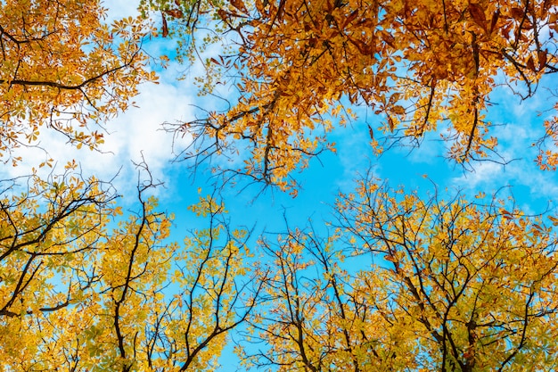 Folhas de outono contra o céu azul