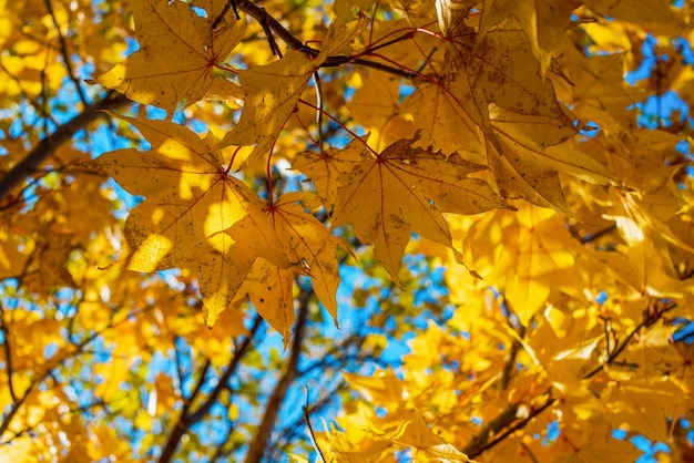 Folhas de outono de bordo amarelo fundo outono
