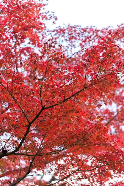 Folhas de outono de bordo japonês em dia de sol.