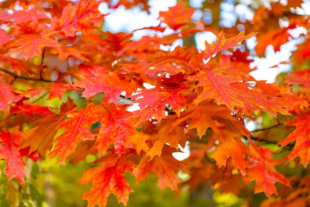 Folhas de outono de carvalho sazonais no ramo foco seletivo de folhas de outono de carvalho temporada de outono