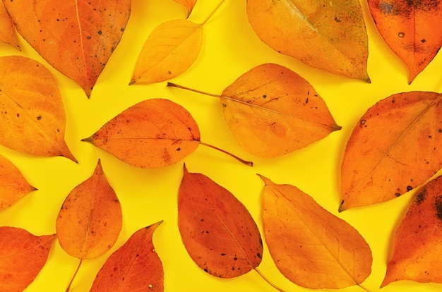 Folhas de outono de cor laranja na placa amarela, vista de cima para baixo.