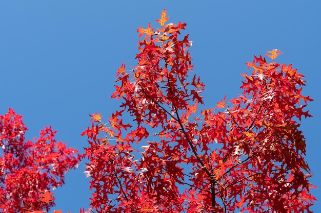 Folhas de outono de cor vermelha do Oak Quercus palustris