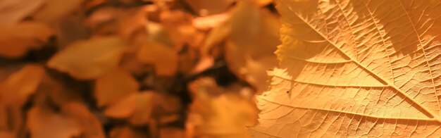 folhas de outono de fundo longo e estreito/folhas de outono amarelas caídas, textura de fundo das folhas caídas em outubro folhas de outono de fundo longo e estreito/folhas de outono amarelas caídas, textura de fundo