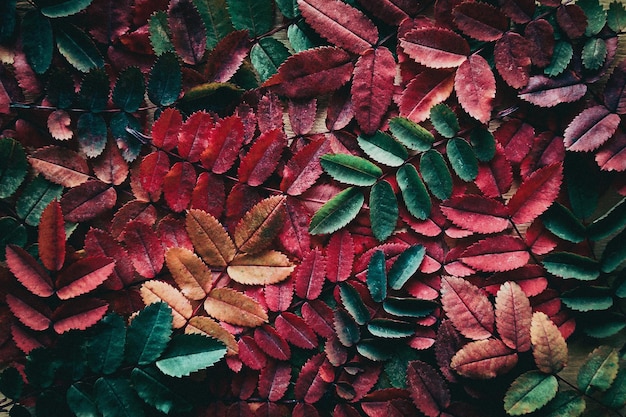 Folhas de outono de fundo vermelho verde amarelo folha de outono cores em estilo temperamental