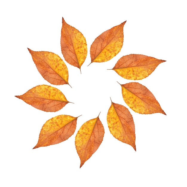 Folhas de outono dispostas em um círculo isolado em um fundo branco