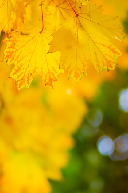Folhas de outono do fundo. Queda de bordo de outono deixa o fundo natural. Folhas de outono amarelas como pano de fundo da natureza. Outono