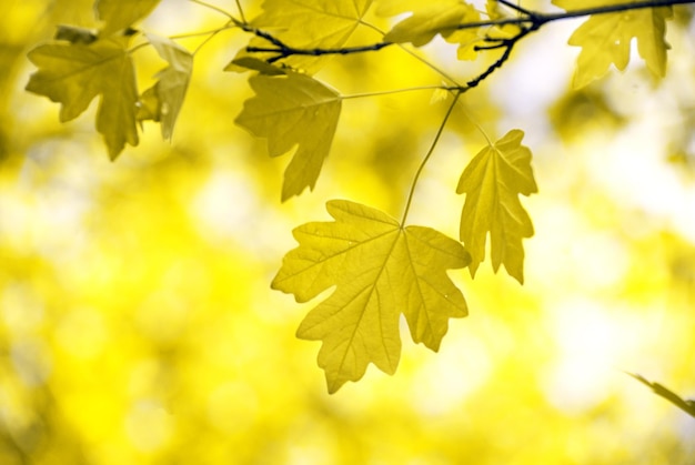 Folhas de outono do vetor livre