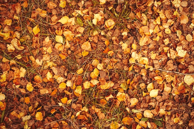 Folhas de outono douradas caindo fundo na floresta