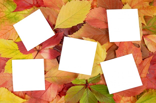 Folhas de outono e folhas de papel