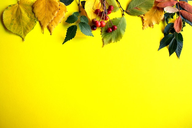 Folhas de outono e frutos em um fundo amarelo.