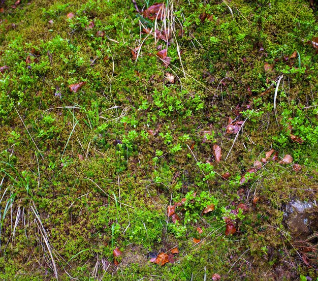 Folhas de outono e grama verde no chão