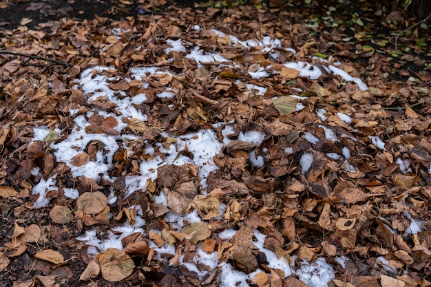 Folhas de outono e neve caída