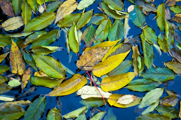 Folhas de outono e plantas na libra de água e fundo da natureza