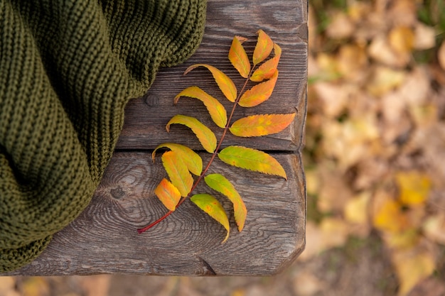 folhas de outono e suéter tricotado deitam-se em pranchas de banco de madeira em raios de pôr do sol Cartão postal de outono