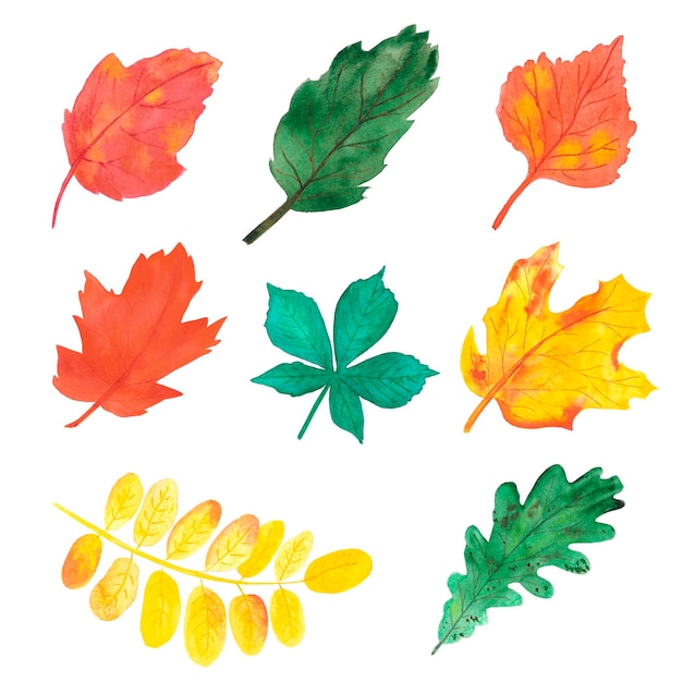 Folhas de outono em aquarela desenhadas à mão em fundo branco Banner de rótulo de pôster de tipografia de scrapbook