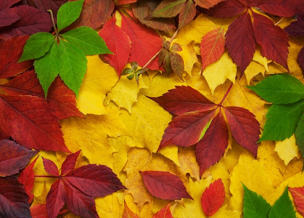 Folhas de outono em cores diferentes