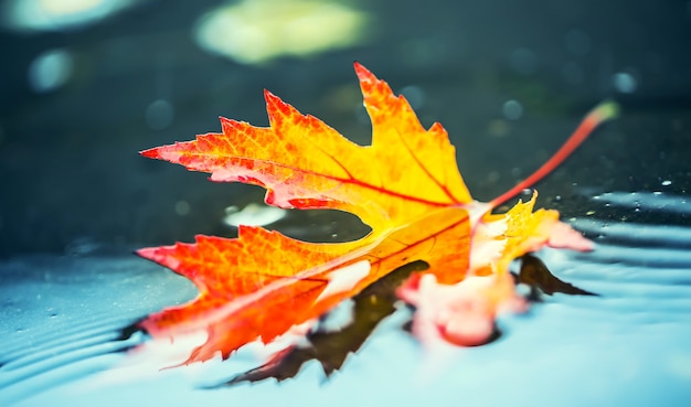 Folhas de outono em cores e luzes do outono folhas caídas de outono na água e em tempo chuvoso