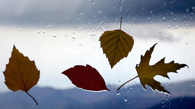 Folhas de outono em uma janela molhada em um fundo de tempo chuvoso
