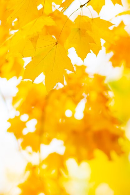 Folhas de outono. Folhas de fundo abstrato de natureza de outono com árvore de bordo. Fundo de outono