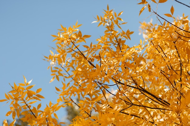 Folhas de outono, fundo amarelo, textura de foto, árvores em outubro