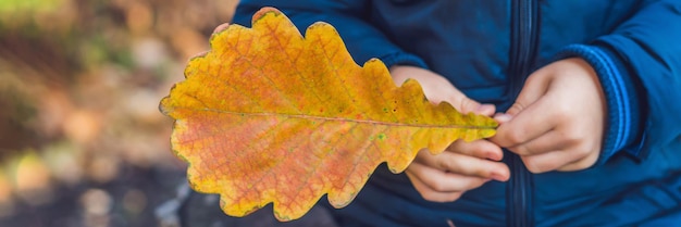 Folhas de outono laranja de fundo. Ao ar livre. BANNER formato longo