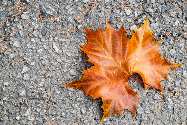 Folhas de outono laranja e marrons em uma rua