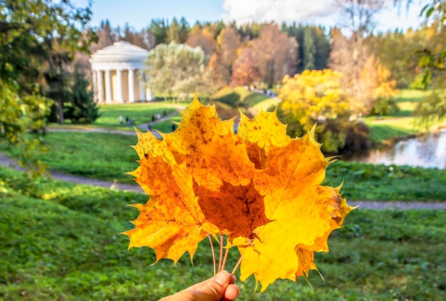Folhas de outono maple na mão contra o pano de fundo do parque Pavlovsk Pavlovsk São Petersburgo, Rússia