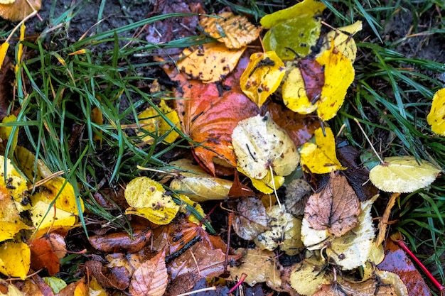 Folhas de outono molhadas na chuva Tempo chuvoso no outono