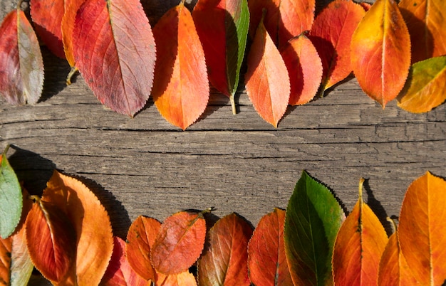 Folhas de outono multicoloridas em um fundo de madeira com espaço para texto Anúncio de banner de cartaz