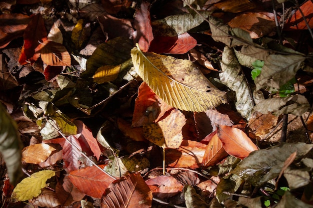 folhas de outono na floresta