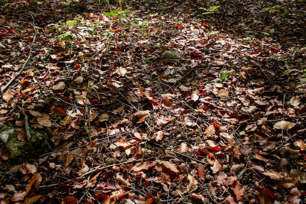folhas de outono na floresta