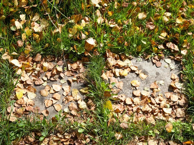 Folhas de outono na laje do pavimento
