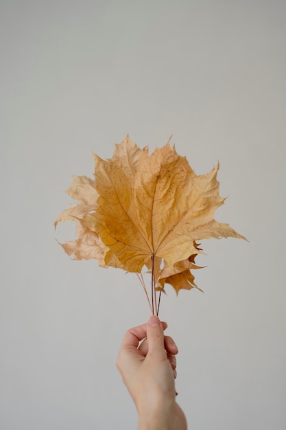 Folhas de outono na mão de uma mulher