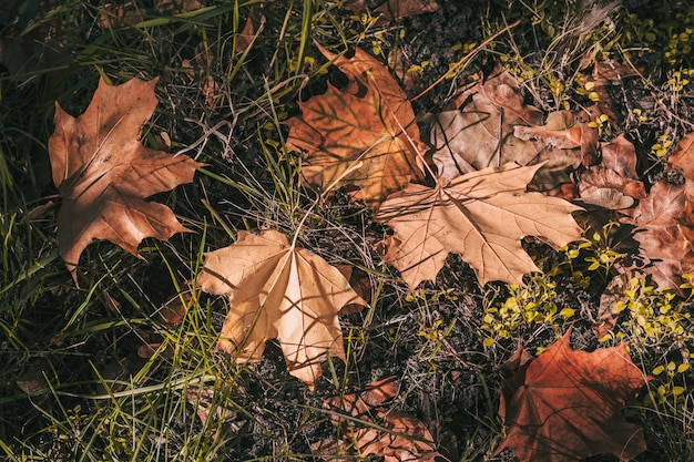 Folhas de outono no chão nos raios de sol