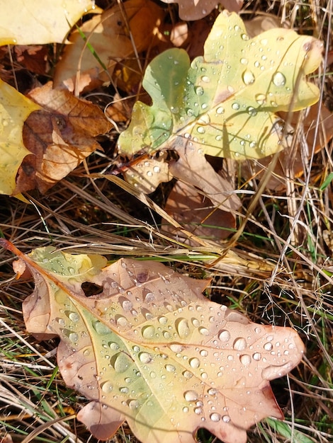 Foto folhas de outono no chão