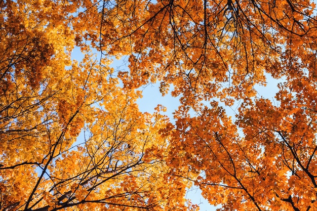 Folhas de outono no fundo do céu azul