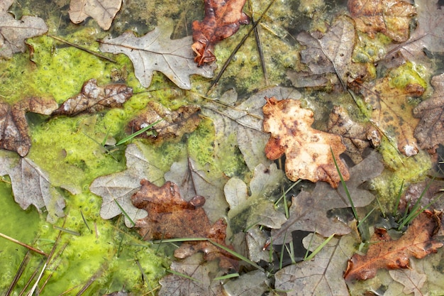 Folhas de outono no musgo