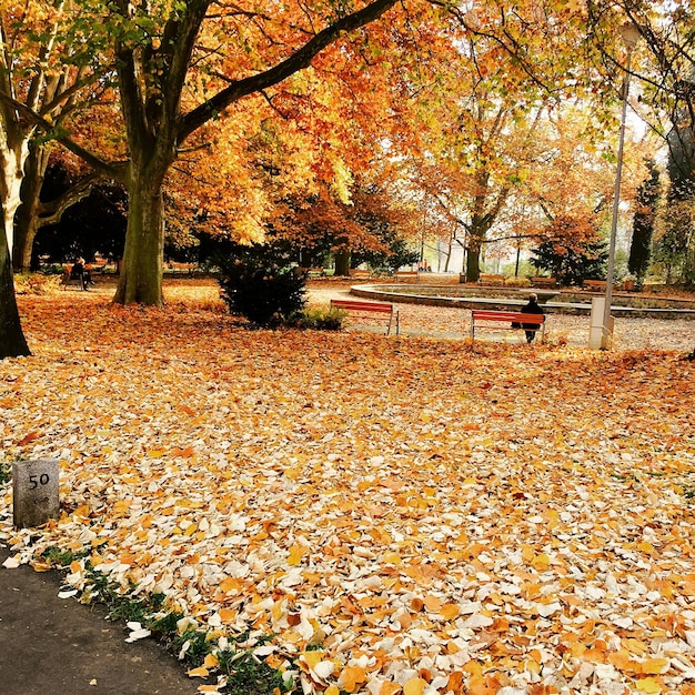 Foto folhas de outono no parque